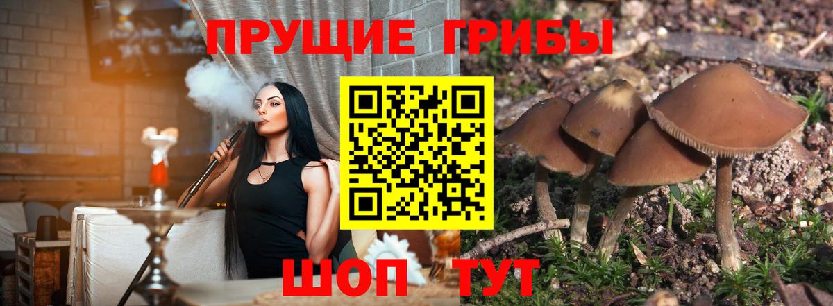 Псилоцибиновые грибы Psilocybe  Вход с VPN  Галлюциногенные грибы GOLDEN TEACHER  Шебекино 
